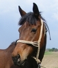 Bubi