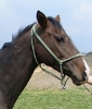 Lilla