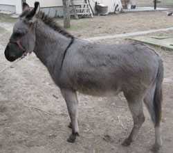 Renáta